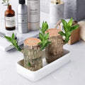 BlessLeaf™️ Lucky Brazil Wood Potted Plant